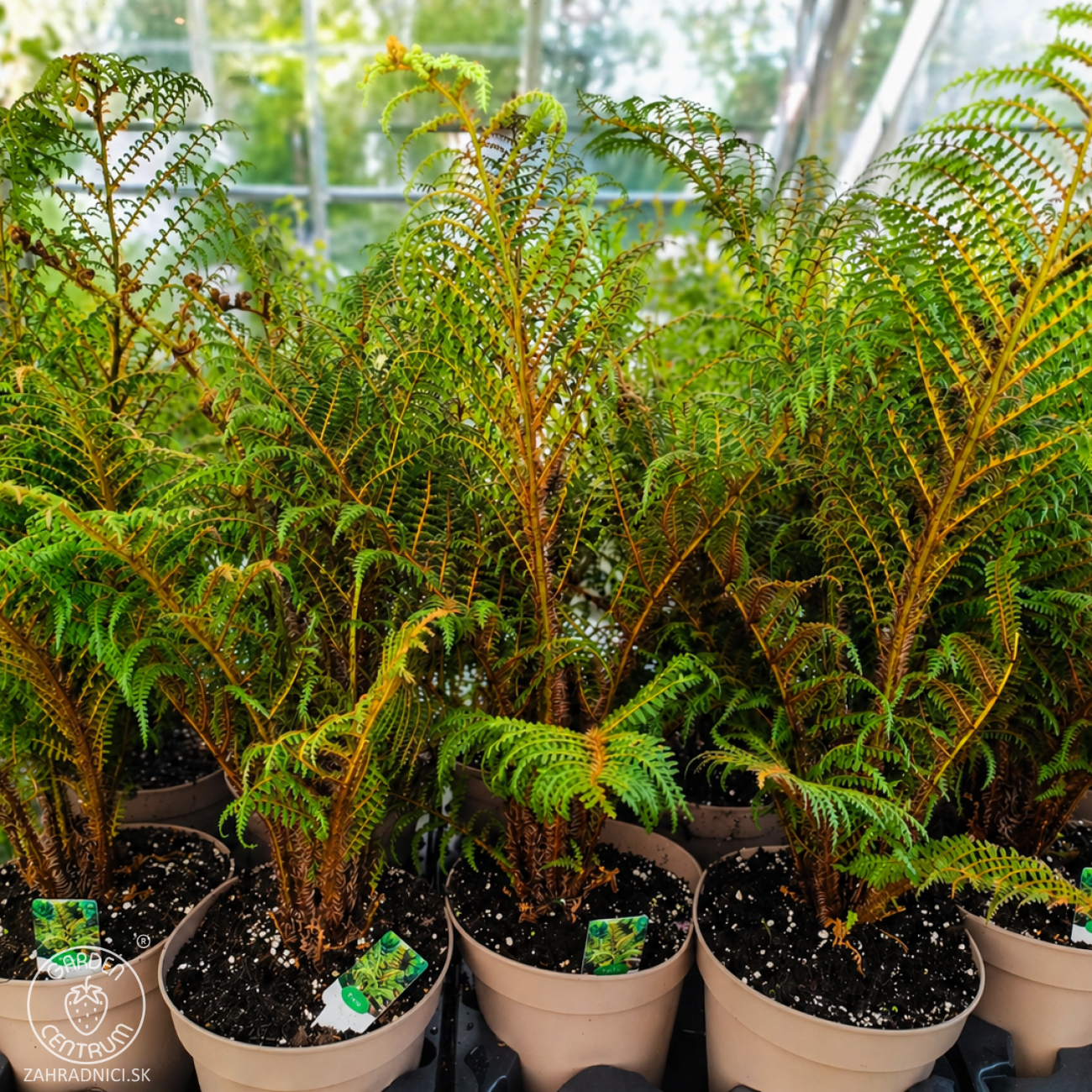 Obrázok Stromová papraď (Cyathea cooperi) ´HIGHLAND LACE´ - výška 60-80 cm, kont.C6L